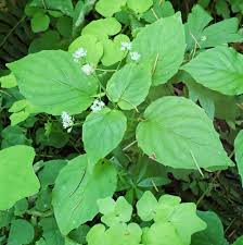 Attēlu rezultāti vaicājumam “Trichia alpina young”