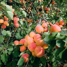 Attēlu rezultāti vaicājumam “Prunus armeniaca fruit”