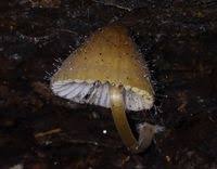 Attēlu rezultāti vaicājumam “Spinellus fusiger”