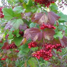 Attēlu rezultāti vaicājumam “Viburnum opulus fruit”