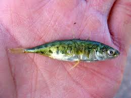 Image result for Myoxocephalus octodecemspinosus