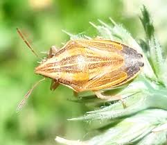 Attēlu rezultāti vaicājumam “Aelia acuminata”