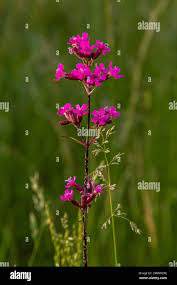 Attēlu rezultāti vaicājumam “Silene viscaria fruit”