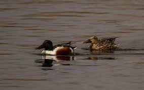 Attēlu rezultāti vaicājumam “Anas clypeata”