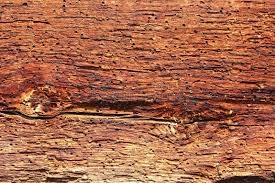 Attēlu rezultāti vaicājumam “Anobium pertinax”