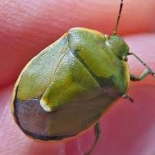 Attēlu rezultāti vaicājumam “Chlorochroa juniperina”