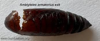 Attēlu rezultāti vaicājumam “Ichneumonidae cocoon”