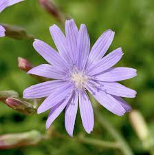 Attēlu rezultāti vaicājumam “Lactuca tatarica flower”