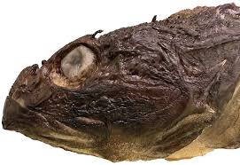 Image result for Myoxocephalus scorpioides