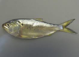 Image result for Alosa mediocris