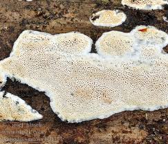 Attēlu rezultāti vaicājumam “Antrodia sinuosa”