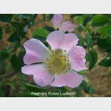 Attēlu rezultāti vaicājumam “Rosa subcanina”