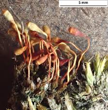 Attēlu rezultāti vaicājumam “Saelania glaucescens sporophyte”