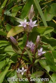 Attēlu rezultāti vaicājumam “Gentianella amarella”