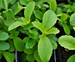 Image result for Stevia rebaudiana