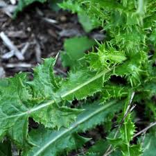 Attēlu rezultāti vaicājumam “Sonchus oleraceus bud”