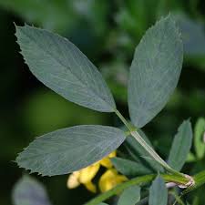 Attēlu rezultāti vaicājumam “Medicago sativa subsp. falcata”