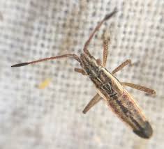 Attēlu rezultāti vaicājumam “Myrmus miriformis”