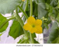 Attēlu rezultāti vaicājumam “Cucurbitaceae”