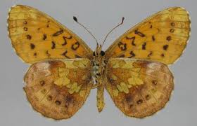 Attēlu rezultāti vaicājumam “Clossiana selene upperside”