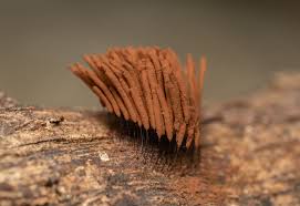 Attēlu rezultāti vaicājumam “Stemonitis pallida var. rubescens macro”