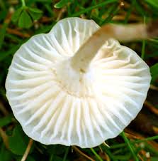 Attēlu rezultāti vaicājumam “Amaurochaete fusiformis”