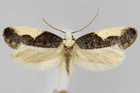 Attēlu rezultāti vaicājumam “Monopis monachella”