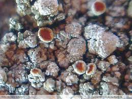 Attēlu rezultāti vaicājumam “Caloplaca scopularis”