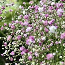 Image result for Gypsophila elegans