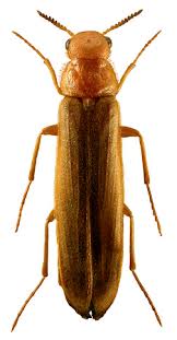 Attēlu rezultāti vaicājumam “Hylecoetus dermestoides male”