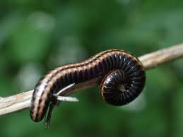 Attēlu rezultāti vaicājumam “Ommatoiulus sabulosus aimatopodus”