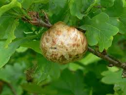 Attēlu rezultāti vaicājumam “Biorhiza pallida”