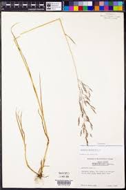 Attēlu rezultāti vaicājumam “Agrostis stolonifera subsp. straminea”