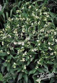 Attēlu rezultāti vaicājumam “Vincetoxicum hirundinaria fruit”