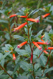 Attēlu rezultāti vaicājumam “Lythraceae”