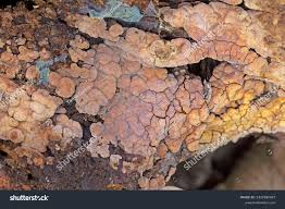 Attēlu rezultāti vaicājumam “Xylobolus frustulatus”