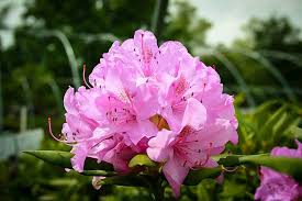 Attēlu rezultāti vaicājumam “rhododendron”