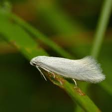 Attēlu rezultāti vaicājumam “Elachista argentella”