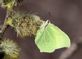Attēlu rezultāti vaicājumam “Gonepteryx rhamni”