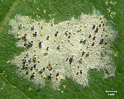 Attēlu rezultāti vaicājumam “Sawadaea tulasnei”