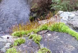 Attēlu rezultāti vaicājumam “Tortula lingulata”