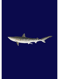 Image result for Rhizoprionodon terraenovae