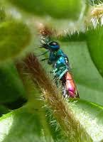 Image result for East Kilbride Wasps