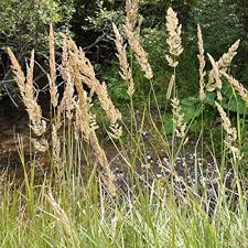 Attēlu rezultāti vaicājumam “Calamagrostis arundinacea”