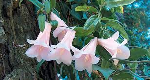 Attēlu rezultāti vaicājumam “xComagaria rosea”