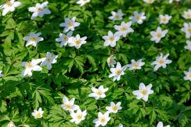Attēlu rezultāti vaicājumam “Anemone nemorosa leaf”