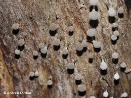 Attēlu rezultāti vaicājumam “Phleogena faginea young”