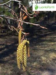 Attēlu rezultāti vaicājumam “Alnus glutinosa flower”