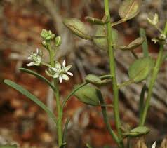 Attēlu rezultāti vaicājumam “Thesium ebracteatum leaf”