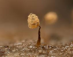 Attēlu rezultāti vaicājumam “Cribraria aurantiaca var. persoonii”